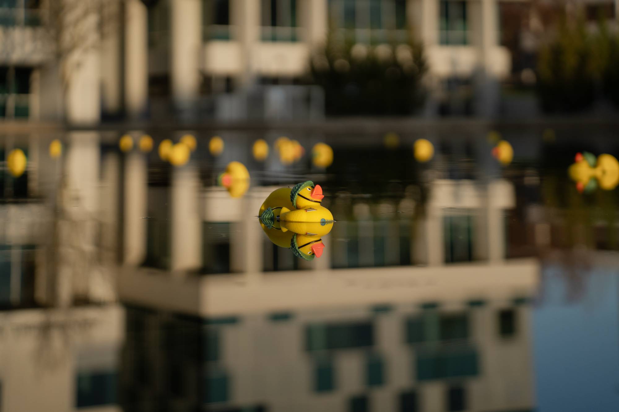 GVSU Veterans' rubber ducks in Zumberge pond.